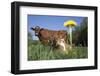 Guernsey Dairy Cow Chewing Cud-Lynn M^ Stone-Framed Photographic Print