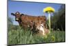 Guernsey Dairy Cow Chewing Cud-Lynn M^ Stone-Mounted Photographic Print