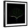 Guess the Gingko Leaf-Philippe Sainte-Laudy-Framed Photographic Print