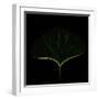 Guess the Gingko Leaf-Philippe Sainte-Laudy-Framed Photographic Print