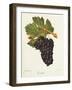 Gueuche Grape-J. Troncy-Framed Giclee Print