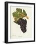 Gueuche Grape-J. Troncy-Framed Giclee Print