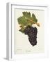 Gueuche Grape-J. Troncy-Framed Giclee Print