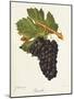 Gueuche Grape-J. Troncy-Mounted Giclee Print