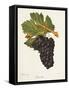 Gueuche Grape-J. Troncy-Framed Stretched Canvas