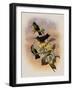 Guiana Brilliant, Heliodoxa Xanthogonys-John Gould-Framed Giclee Print