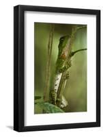 Guichenot's Dwarf Iguana, Yasuni NP, Amazon Rainforest, Ecuador-Pete Oxford-Framed Photographic Print