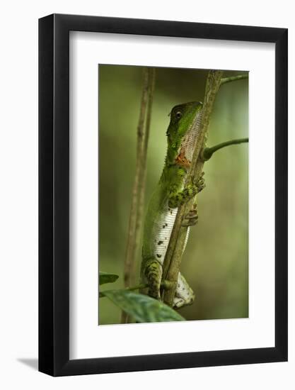 Guichenot's Dwarf Iguana, Yasuni NP, Amazon Rainforest, Ecuador-Pete Oxford-Framed Photographic Print