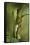 Guichenot's Dwarf Iguana, Yasuni NP, Amazon Rainforest, Ecuador-Pete Oxford-Framed Stretched Canvas