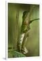 Guichenot's Dwarf Iguana, Yasuni NP, Amazon Rainforest, Ecuador-Pete Oxford-Framed Photographic Print