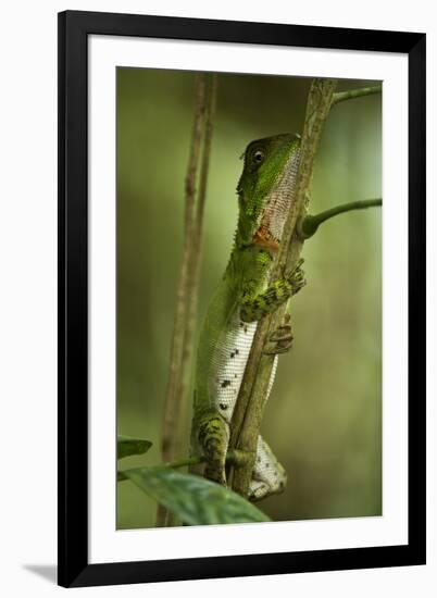 Guichenot's Dwarf Iguana, Yasuni NP, Amazon Rainforest, Ecuador-Pete Oxford-Framed Photographic Print