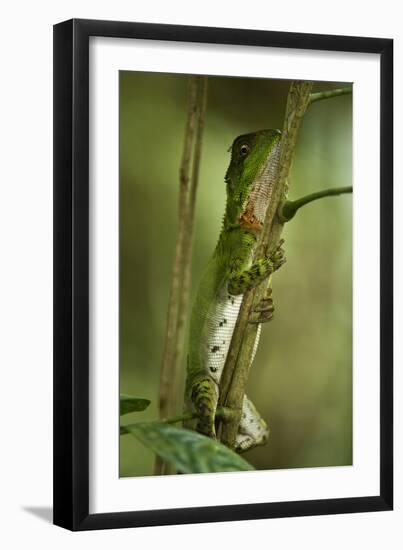 Guichenot's Dwarf Iguana, Yasuni NP, Amazon Rainforest, Ecuador-Pete Oxford-Framed Photographic Print