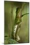 Guichenot's Dwarf Iguana, Yasuni NP, Amazon Rainforest, Ecuador-Pete Oxford-Mounted Photographic Print