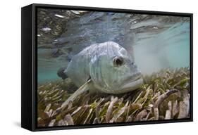 Guide Releasing a Giant Trevally-Matt Jones-Framed Stretched Canvas