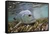 Guide Releasing a Giant Trevally-Matt Jones-Framed Stretched Canvas