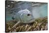 Guide Releasing a Giant Trevally-Matt Jones-Stretched Canvas