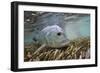 Guide Releasing a Giant Trevally-Matt Jones-Framed Photographic Print