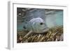 Guide Releasing a Giant Trevally-Matt Jones-Framed Photographic Print