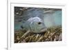 Guide Releasing a Giant Trevally-Matt Jones-Framed Photographic Print