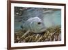 Guide Releasing a Giant Trevally-Matt Jones-Framed Photographic Print