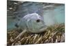 Guide Releasing a Giant Trevally-Matt Jones-Mounted Photographic Print