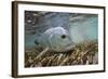 Guide Releasing a Giant Trevally-Matt Jones-Framed Photographic Print