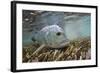 Guide Releasing a Giant Trevally-Matt Jones-Framed Photographic Print