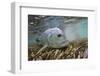 Guide Releasing a Giant Trevally-Matt Jones-Framed Photographic Print