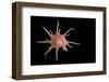 Guilfordia Yoka-Paul Starosta-Framed Photographic Print