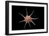 Guilfordia Yoka-Paul Starosta-Framed Photographic Print