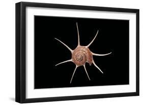 Guilfordia Yoka-Paul Starosta-Framed Photographic Print