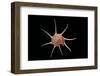 Guilfordia Yoka-Paul Starosta-Framed Photographic Print