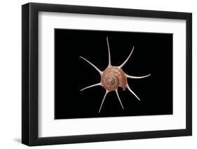 Guilfordia Yoka-Paul Starosta-Framed Photographic Print