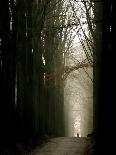 Foggy Path with Trees-Guillaume Carels-Photographic Print