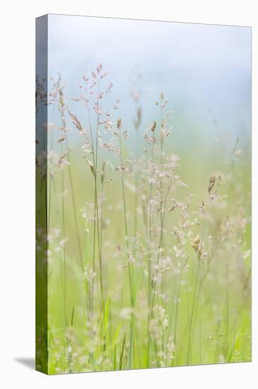 Guillemot Cove Grasses I-Kathy Mahan-Stretched Canvas