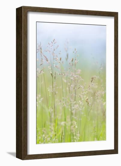 Guillemot Cove Grasses I-Kathy Mahan-Framed Photographic Print