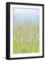 Guillemot Cove Grasses I-Kathy Mahan-Framed Photographic Print