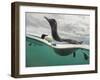 Guillemot swimming, Shiant Isles, Outer Hebrides, Scotland-SCOTLAND: The Big Picture-Framed Photographic Print