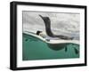 Guillemot swimming, Shiant Isles, Outer Hebrides, Scotland-SCOTLAND: The Big Picture-Framed Photographic Print