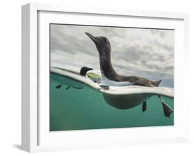 Guillemot swimming, Shiant Isles, Outer Hebrides, Scotland-SCOTLAND: The Big Picture-Framed Photographic Print