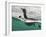 Guillemot swimming, Shiant Isles, Outer Hebrides, Scotland-SCOTLAND: The Big Picture-Framed Photographic Print