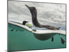 Guillemot swimming, Shiant Isles, Outer Hebrides, Scotland-SCOTLAND: The Big Picture-Mounted Photographic Print