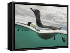 Guillemot swimming, Shiant Isles, Outer Hebrides, Scotland-SCOTLAND: The Big Picture-Framed Stretched Canvas