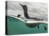 Guillemot swimming, Shiant Isles, Outer Hebrides, Scotland-SCOTLAND: The Big Picture-Stretched Canvas
