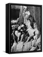 Guillemots and Kittiwakes-C.P. Rose-Framed Stretched Canvas