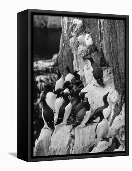 Guillemots and Kittiwakes-C.P. Rose-Framed Stretched Canvas