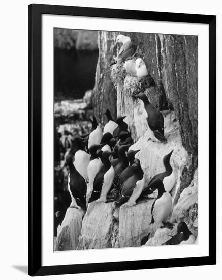 Guillemots and Kittiwakes-C.P. Rose-Framed Photographic Print