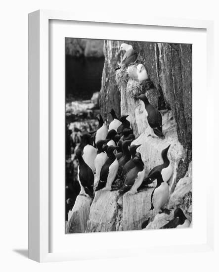 Guillemots and Kittiwakes-C.P. Rose-Framed Photographic Print