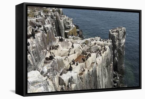 Guillemots, Kittiwakes and Shags on the Cliffs of Staple Island, Farne Islands-James Emmerson-Framed Stretched Canvas