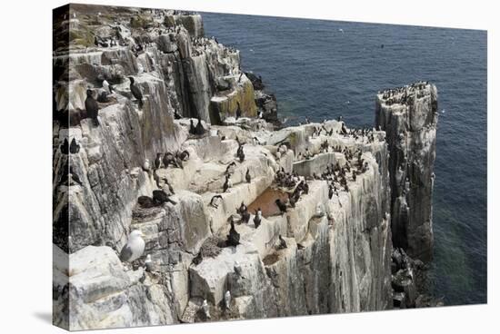 Guillemots, Kittiwakes and Shags on the Cliffs of Staple Island, Farne Islands-James Emmerson-Stretched Canvas